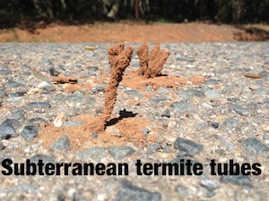 Termite_Control_Subterranean_Inpection